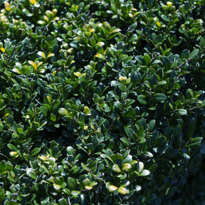 Houx crénelé Dark Green®  - Houx japonais - Ilex crenata Dark Green - Willemse