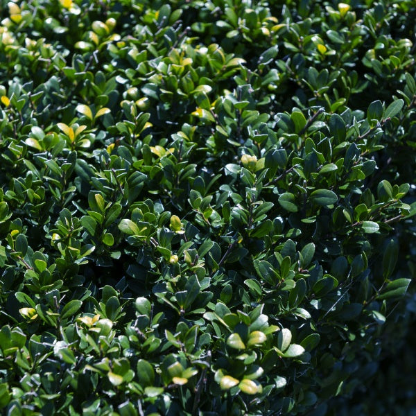 Houx crénelé Dark Green®  - Houx japonais - Ilex crenata Dark Green - Willemse
