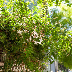 Jasmin blanc d'hiver - Jasminum polyanthum - Willemse