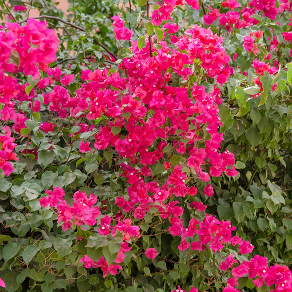 Vente Bougainvillier Rose - Bougainvillea pink