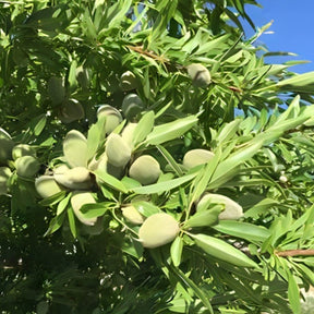 Amandier - Prunus dulcis Texas - Willemse