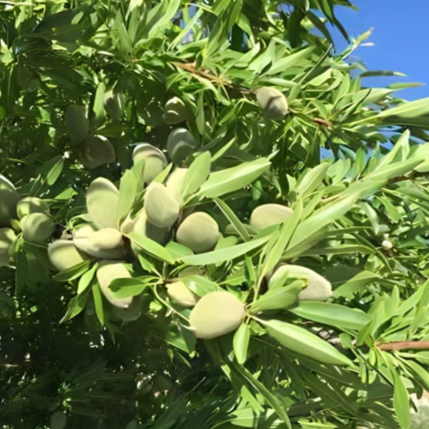 Amandier - Prunus dulcis Texas - Willemse