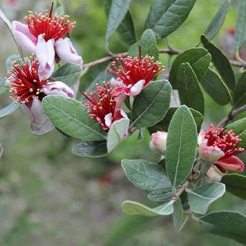 Goyavier du Bresil - Acca sellowiana - Willemse
