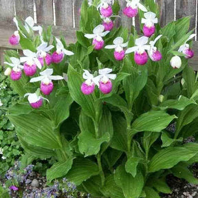 Cypripedium reginae - Orchidée terrestre 'cypripède royal' - Sabot de Vénus - Cypripedium
