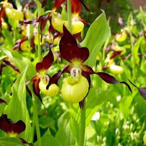 Cypripedium calceolus - Orchidée terrestre 'cypripède soulier' - Sabot de Vénus - Cypripedium