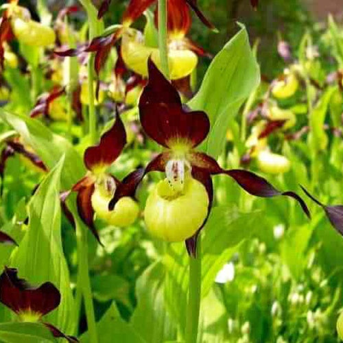Cypripedium calceolus - Orchidée terrestre 'cypripède soulier' - Sabot de Vénus - Cypripedium