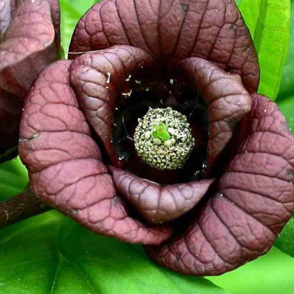 Asiminier Triloba EXTRA - Asimina triloba - Willemse