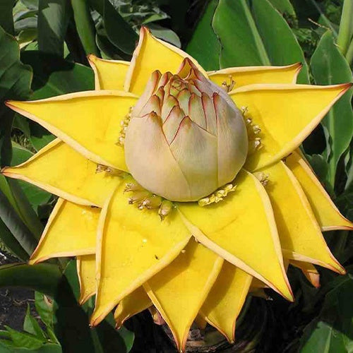 Bananier nain chinois 'Lotus d'or' - Willemse