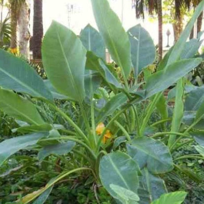 Musella lasiocarpa - Bananier nain chinois 'Lotus d'or' - Bananier jardin