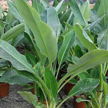Bananier jardin - Bananier nain chinois 'Lotus d'or' - Musella lasiocarpa