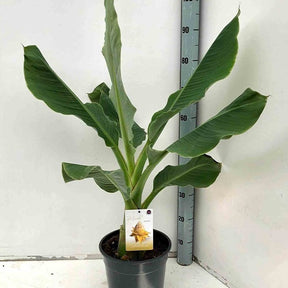 Vente Bananier nain chinois 'Lotus d'or' - Musella lasiocarpa