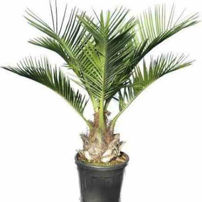 Cocotier du Chili - Jubaea chilensis - Willemse