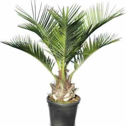 Cocotier du Chili - Jubaea chilensis - Willemse