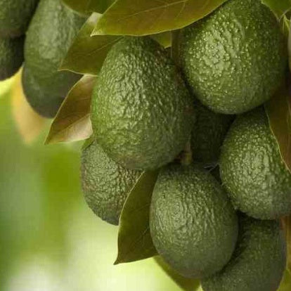 Avocatier 'Hass' - Willemse