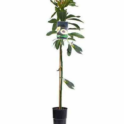 Persea americana variété hass - Avocatier 'Hass' - Avocatier greffé
