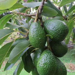 Avocatier 'Duke 7' - Willemse