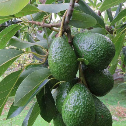 Avocatier 'Duke 7' - Willemse