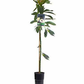 Avocatier 'Duke 7' - Persea americana duke 7 - Willemse