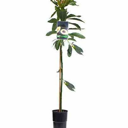 Avocatier 'Duke 7' - Persea americana duke 7 - Willemse
