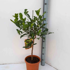 Combava - Citrus hystrix - Willemse