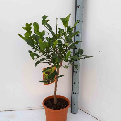 Combava - Citrus hystrix - Willemse