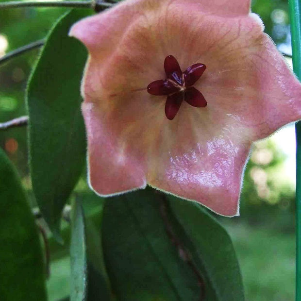 Fleur de porcelaine : Hoya patella - Willemse