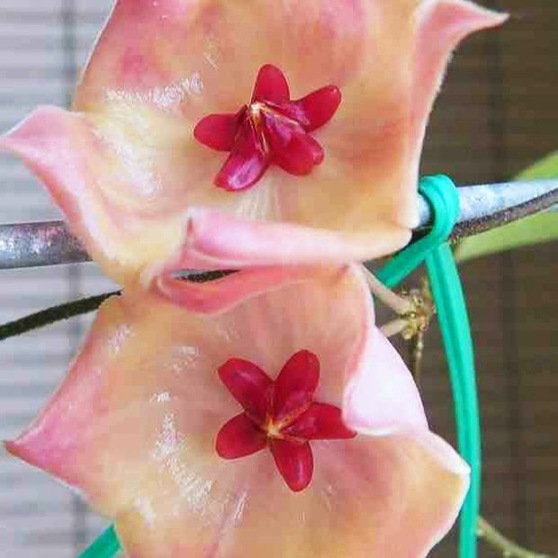 Fleur de porcelaine : Hoya patella - Fleur de porcelaine : Hoya patella - Willemse