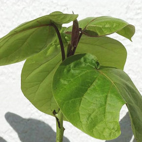 Cyphomandra betacea - Tomates en arbre - Fruitiers Arbres et arbustes