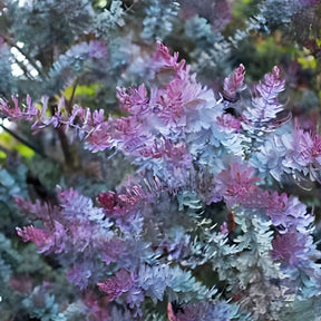 Mimosa de Bailey à feuillage pourpre - Willemse