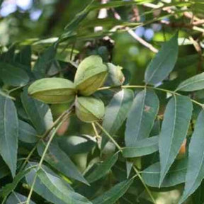 Pacanier - Noix de pécan - Carya illinoinensis - Willemse