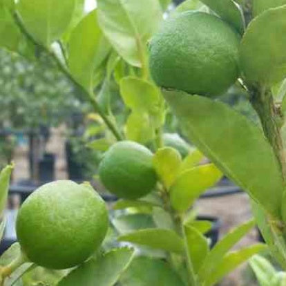 Citronnier - Citron vert - Citrus aurantifolia