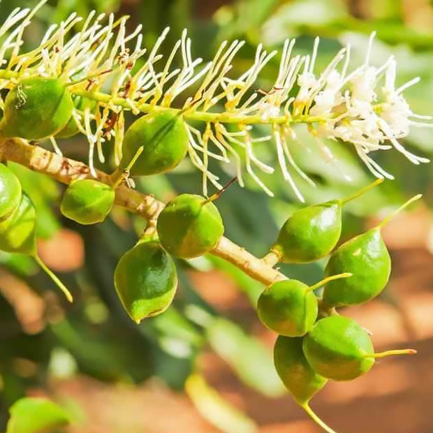 Noix de macadamia - Willemse