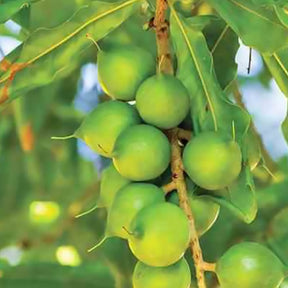 Macadamia ternifolia - Noix de macadamia - Fruitiers Arbres et arbustes