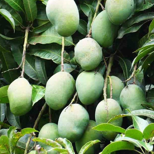 Arbre manguier - Collection de 3 manguiers (Osteen, Kensington Pride, Tommy Atkins) - Mangifera indica var. osteen / kensington pride / tommy atkins