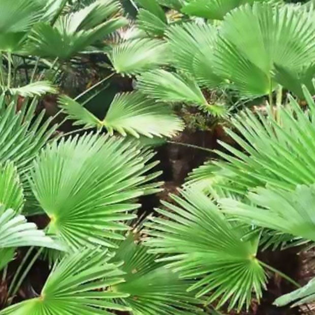 Arbustes exotiques - Palmier chanvre du Chusan nain - Trachycarpus wagnerianus : Palmier nain