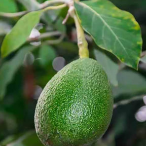 Avocatier Fuerte (de greffe) - Willemse