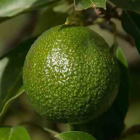 Avocatier Reed (de greffe) - Willemse