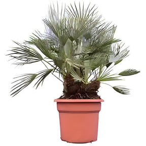 Palmier nain Cerifera - Chamaerops humilis 'Cerifera' : Palmier - Willemse
