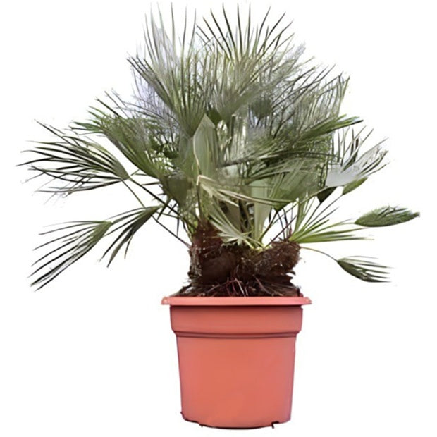 Palmier nain Cerifera - Chamaerops humilis 'Cerifera' : Palmier - Willemse