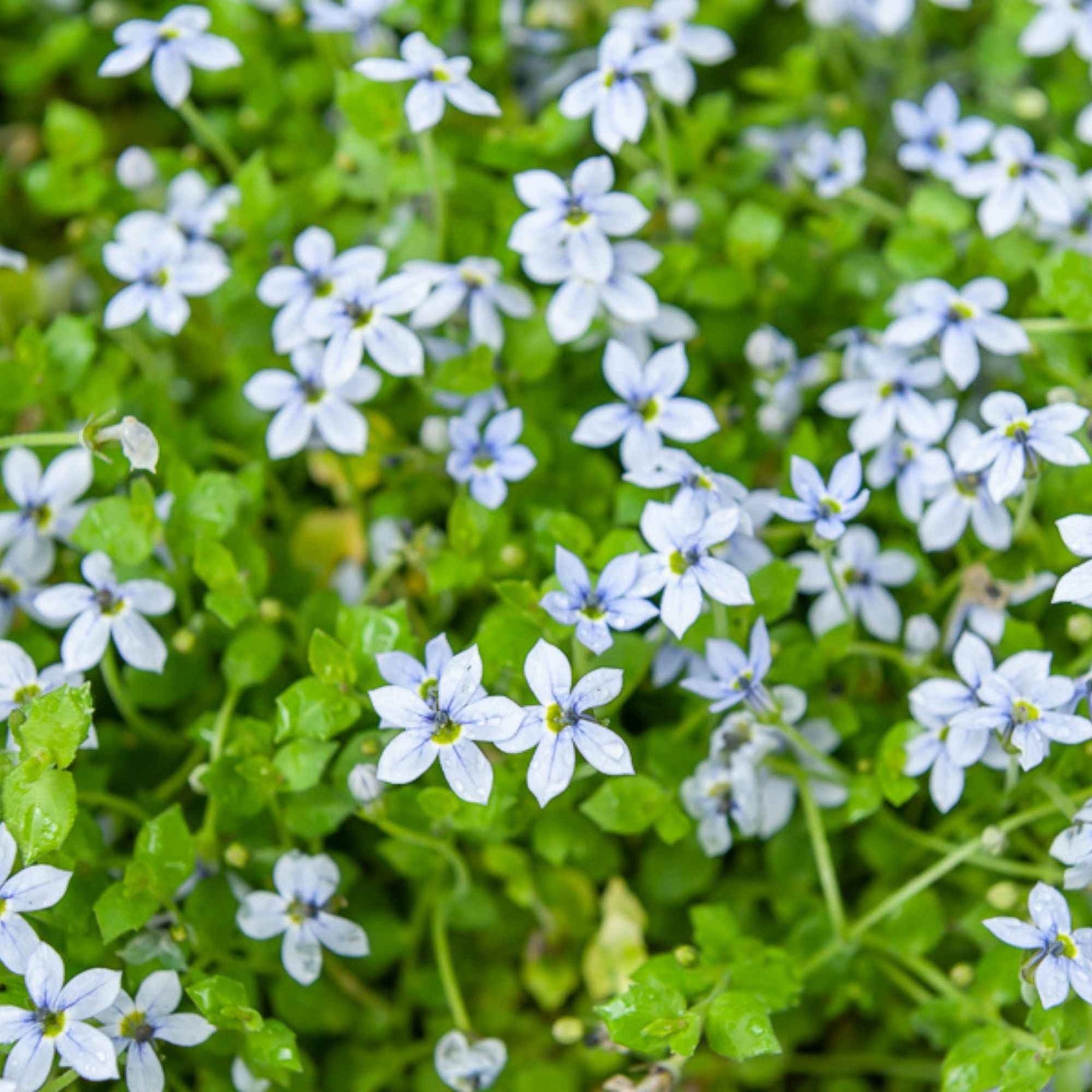 Isotoma fluviatilis - 3 Étoiles bleues tapissantes - Vivaces couvre-sol