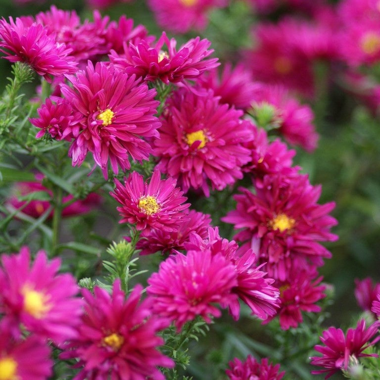 3 Asters grand d'automne Royal Ruby - Willemse