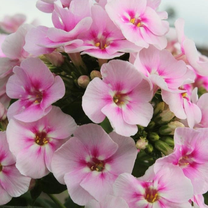 3 Phlox paniculé Younique Bicolor - Willemse