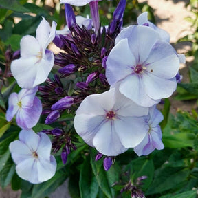 3 Phlox paniculé Younique Old Blue - Willemse