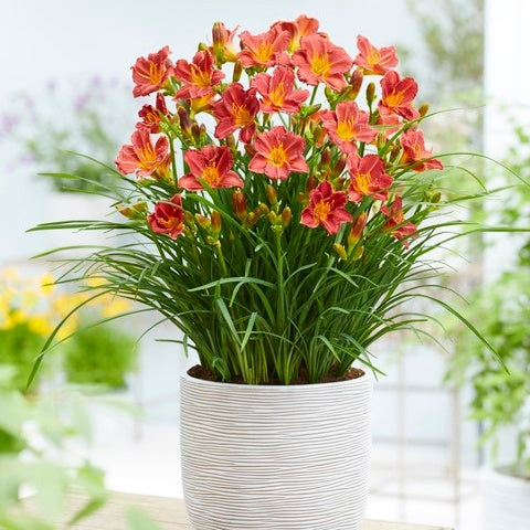 3 Hémérocalles Everydaylily Red Ribs - Hemerocallis 'everydaylily red ribs' - Willemse
