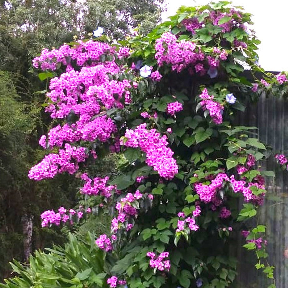 Bougainvilliers - Bougainvillier rustique Violet de Mèze - Bougainvillea 'violet de mèze'