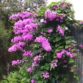 Bougainvilliers - Bougainvillier rustique Violet de Mèze - Bougainvillea 'violet de mèze'