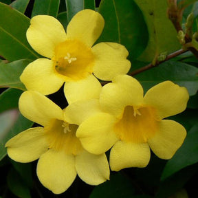 Vente Gelsemium sempervirens