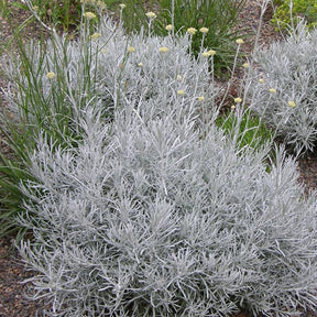 Herbe à curry - Helichrysum italicum subsp. serotinum - Willemse