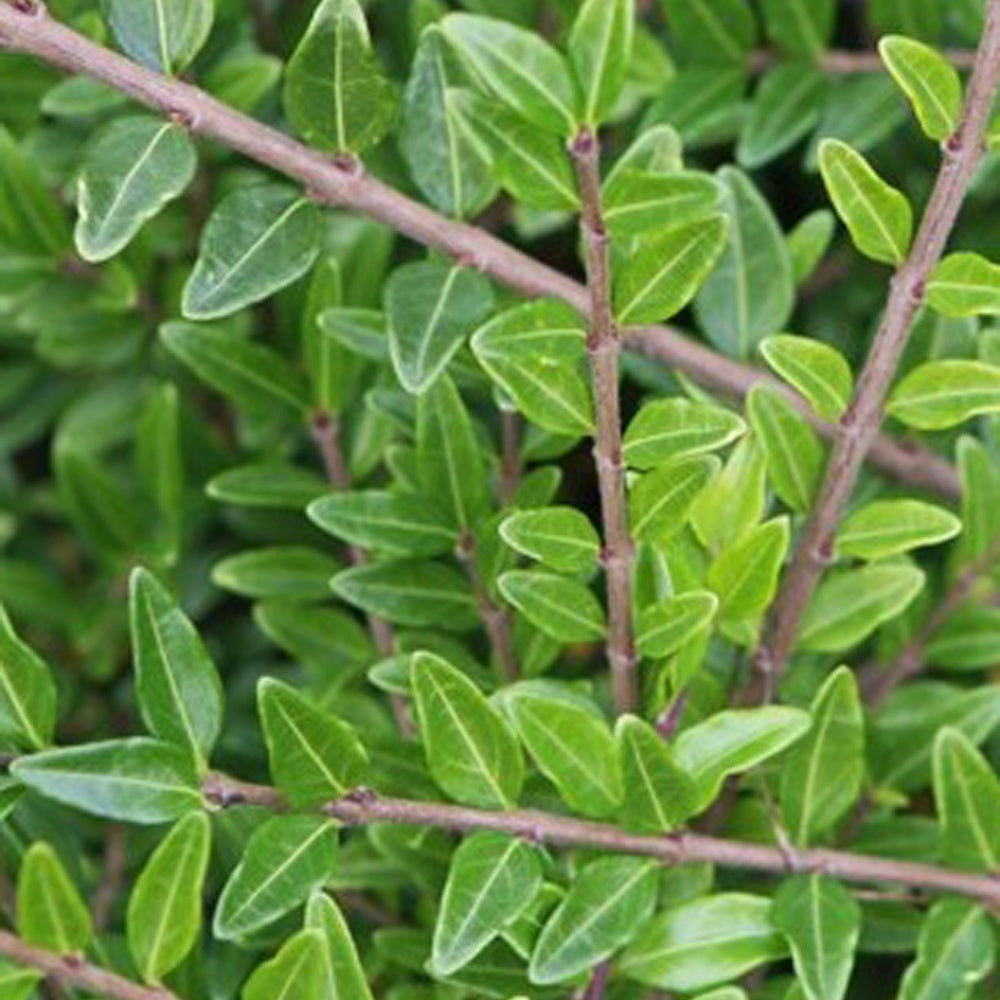 Vente Chèvrefeuille arbustifs MossGreen - Lonicera pileata 'moss green'