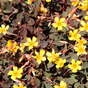 3 Oxalis articulata Burgundy yellow - Willemse